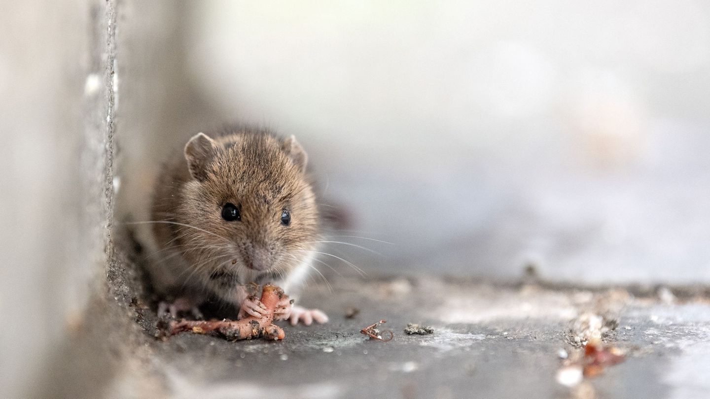 Aus gesundheitlichen Gründen müssen die Mitarbeiter im Bürgerbüro Süd vorübergehend weichen. (Symbolbild) Foto: Sina Schuldt/dpa