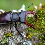 Baustopp: Hirschkäfer