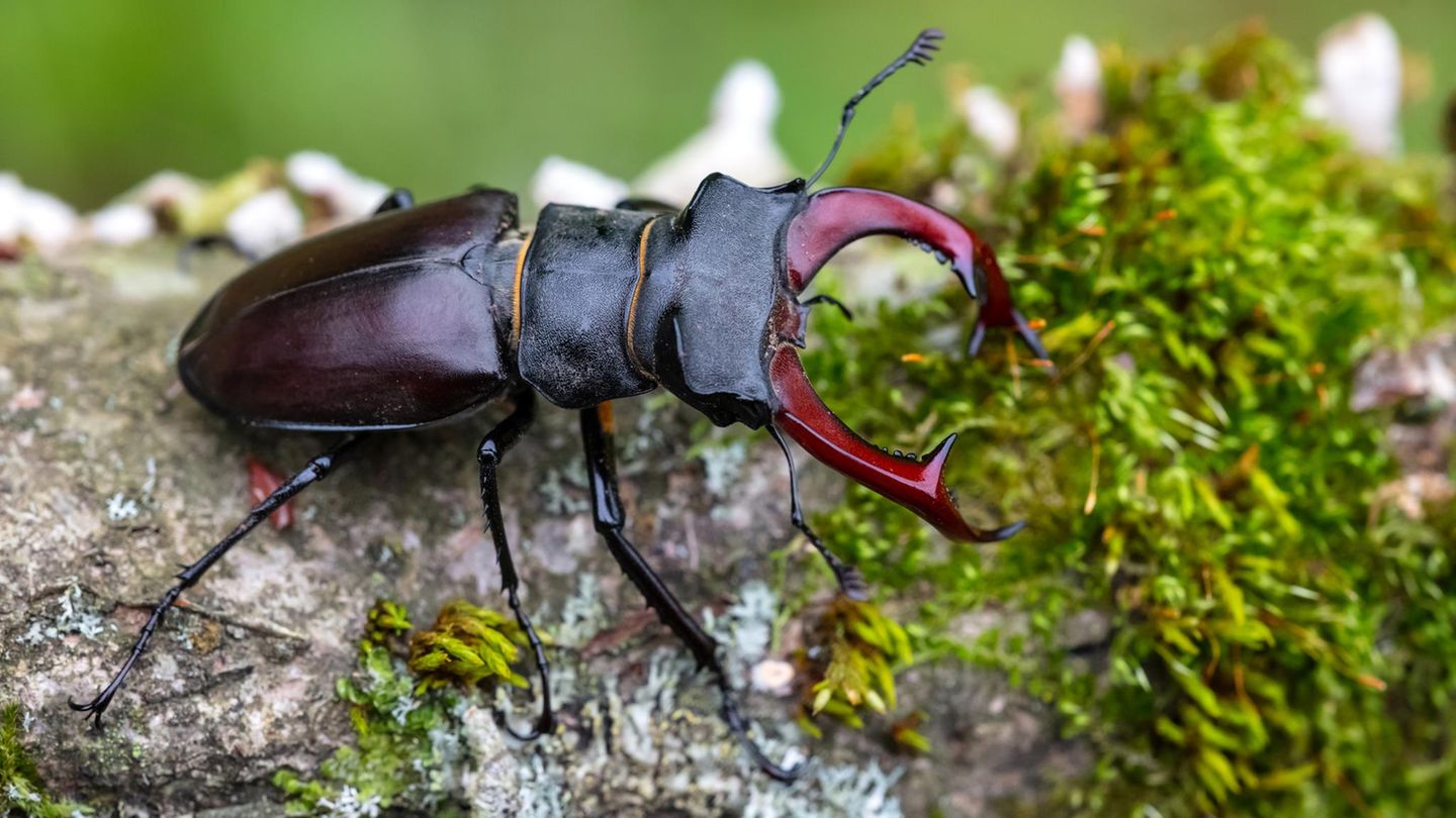 Baustopp: Hirschkäfer