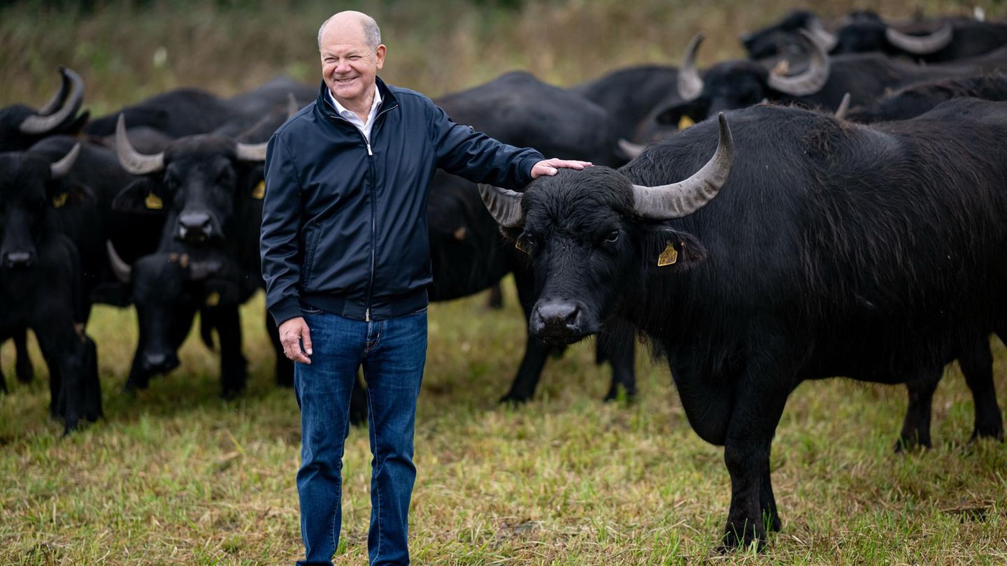 7. Oktober: Zahmer als die Ampel Werder, Deutschland. Der ehemalige Ampel-Kanzler zeigt sich im Casual Outfit mit Wasserbüffeln in der Wildnis Brandenburgs. Olaf Scholz wirkt entspannt bei seinem Besuch einer Kooperative für Agrarnaturschutz. Aber die Büffelherde scheint auch friedlicher und entspannter zu sein, als es seine Koalition war