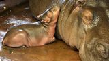 Berlin, Deutschland. Flusspferd-Dame Nala ruht sich mit ihrem Jungtier im Berliner Zoo aus. Nala hatte eine äußert seltene Zwillingsgeburt. Der Bruder des Kleinen ist kurz danach gestorben. Der Nachwuchs muss jetzt erst mal zu Kräften kommen, er wiegt bedeutend weniger als andere Flusspferdkinder in seinem Alter