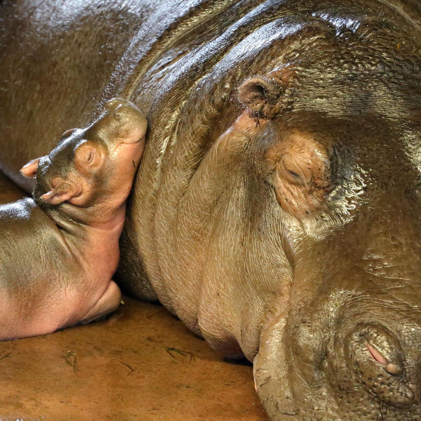 Eine Baby-Flusspferd liegt im Berliner Zoo mit seinem Kopf am Hals seiner Mutter