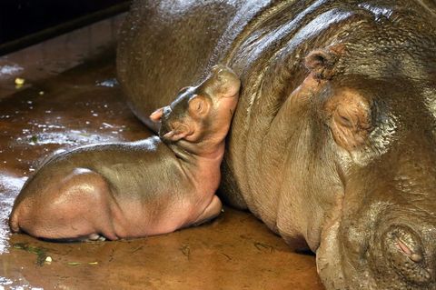 Eine Baby-Flusspferd liegt im Berliner Zoo mit seinem Kopf am Hals seiner Mutter