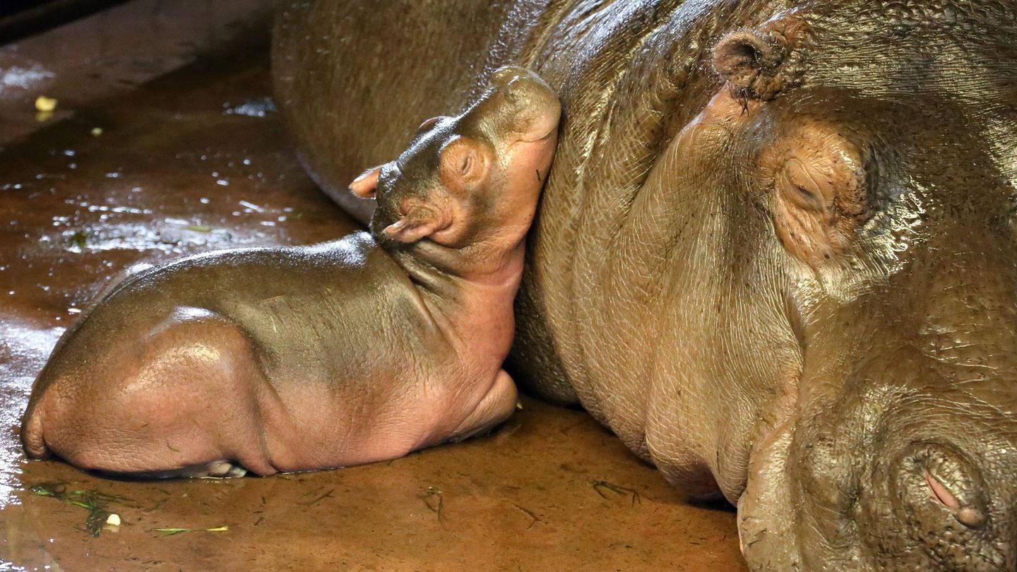 Eine Baby-Flusspferd liegt im Berliner Zoo mit seinem Kopf am Hals seiner Mutter