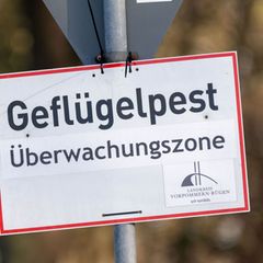 Nach dem Ausbruch der Geflügelpest in Ostthüringen gelten Sperr- und Überwachungszonen. (Symbolbild) Foto: Stefan Sauer/dpa