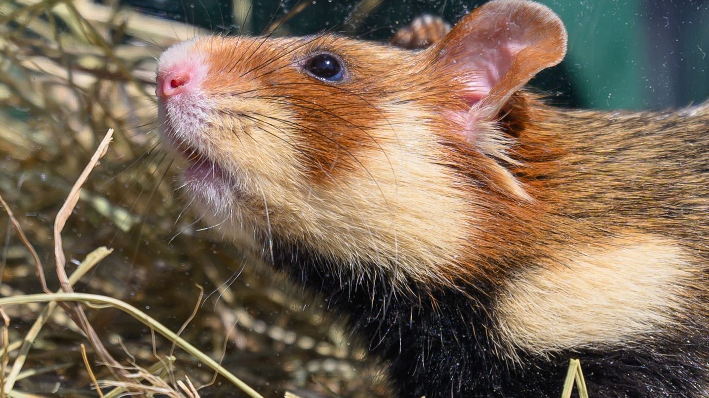 Beim Jahrestreffen der ehrenamtlichen Naturschützer steht am Wochenende in Neschwitz der Feldhamster im Fokus. (Archivbild) Foto