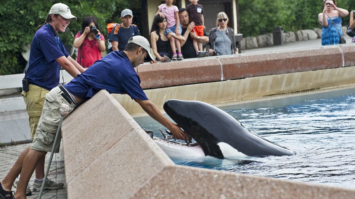 Wale: Der Orca Kiska starb im Jahr 2023, jetzt ist der ganze Tierpark geschlossen