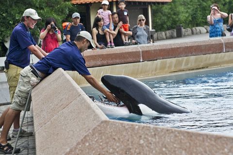 Wale: Der Orca Kiska starb im Jahr 2023, jetzt ist der ganze Tierpark geschlossen