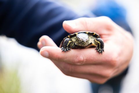 Mehr als 500 Europäische Sumpfschildkröten sind bei einem Wiederansiedlungsprojekt des Naturschutzbund (Nabu) Rheinland-Pfalz au