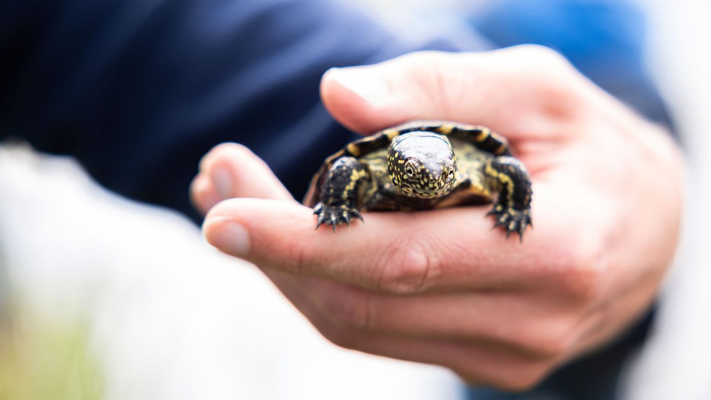 Mehr als 500 Europäische Sumpfschildkröten sind bei einem Wiederansiedlungsprojekt des Naturschutzbund (Nabu) Rheinland-Pfalz au