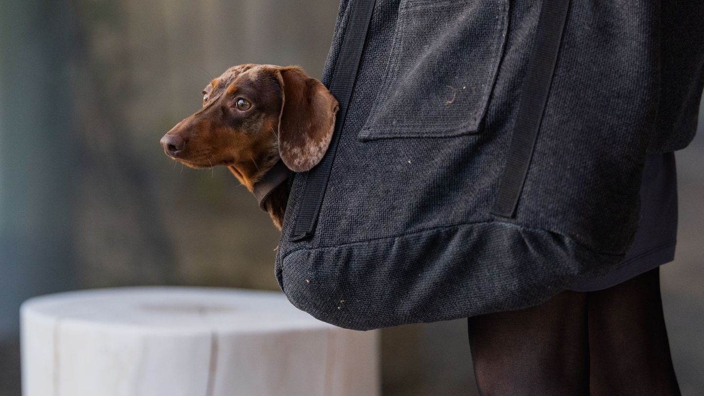 Expensive four -legged friends: dog tax at record high – feed prices continue to attract