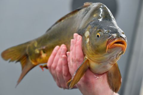 Es gibt Unterstützung für Thüringens Fischereibetriebe. (Symbolbild) Foto: Martin Schutt/dpa-Zentralbild/dpa