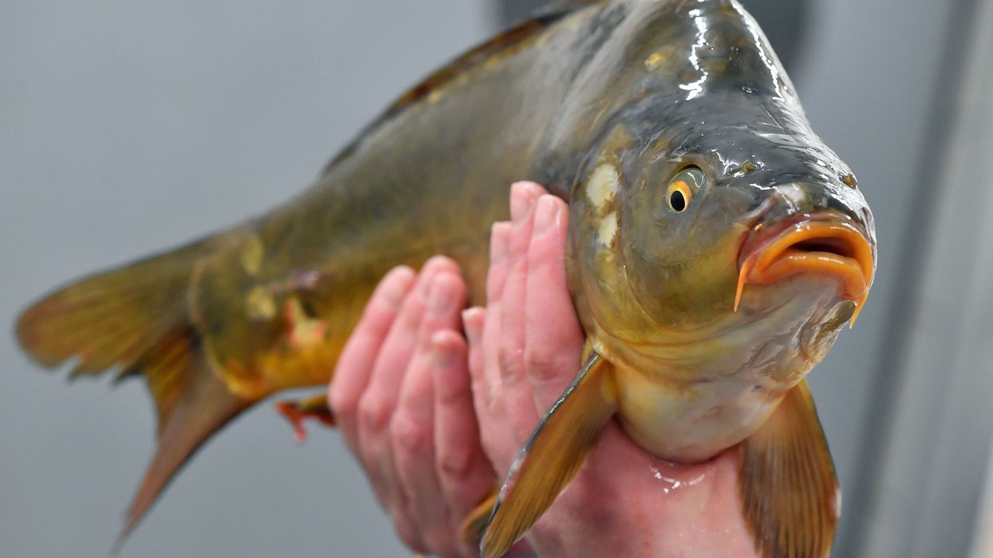 Es gibt Unterstützung für Thüringens Fischereibetriebe. (Symbolbild) Foto: Martin Schutt/dpa-Zentralbild/dpa