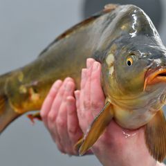 Es gibt Unterstützung für Thüringens Fischereibetriebe. (Symbolbild) Foto: Martin Schutt/dpa-Zentralbild/dpa