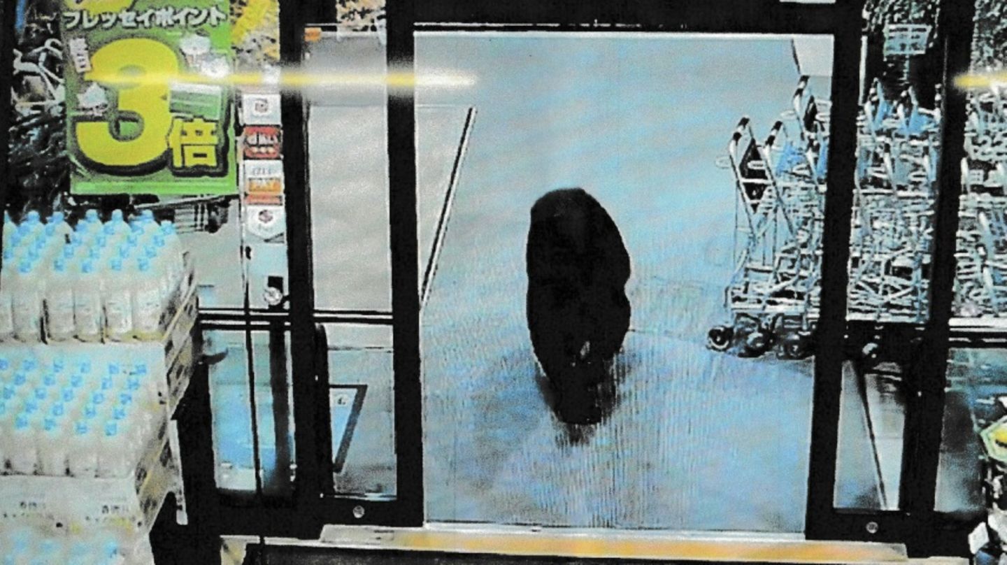 Bär im Supermarkt in Numata