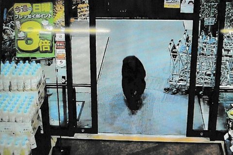 Bär im Supermarkt in Numata
