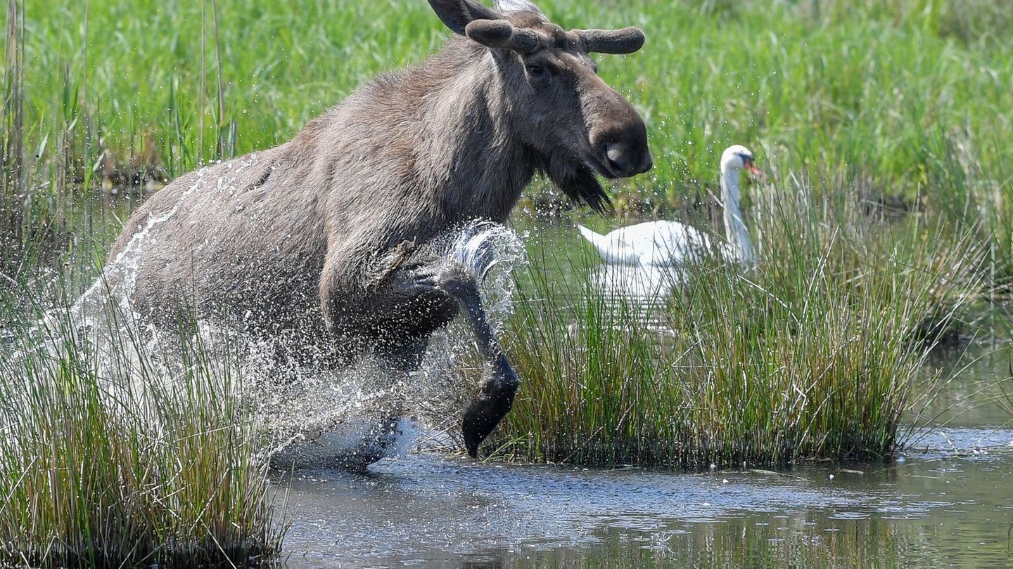 Im Schwarzwald wurde ein Elchbulle gesichtet. (Symbolbild) Foto: Patrick Pleul/dpa-Zentralbild/dpa
