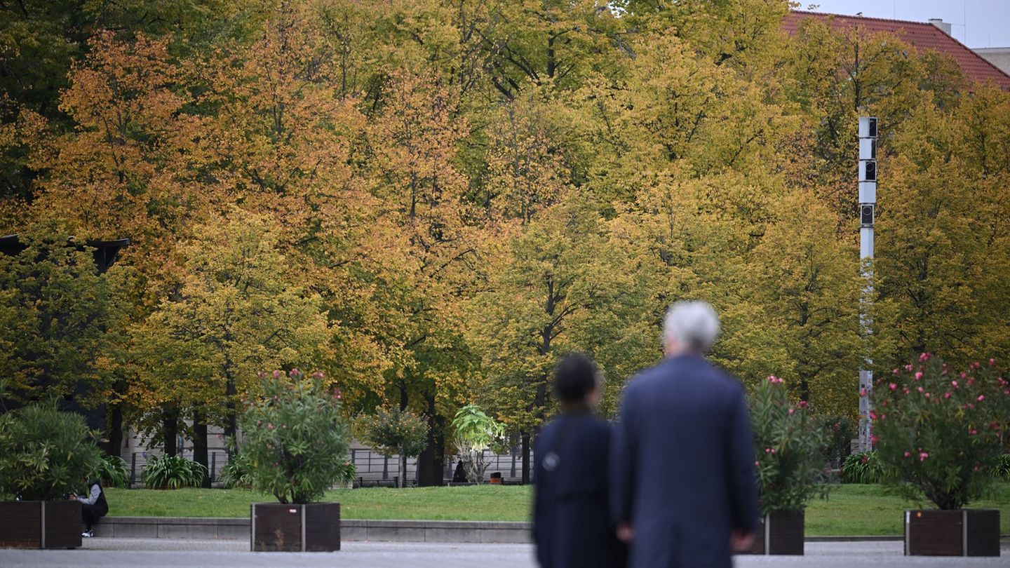 Berlin könnte in den kommenden Jahren deutlich mehr Bäume bekommen. (Archivfoto) Foto: Britta Pedersen/dpa