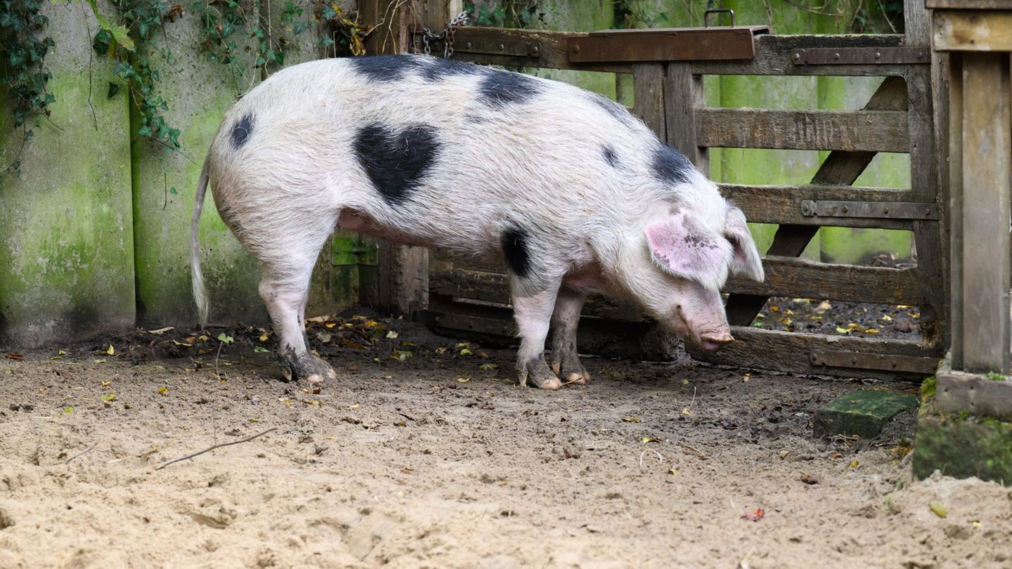 "Wilma" wird von den Pflegern auch "Herzchen" genannt. Foto: Julian Stratenschulte/dpa
