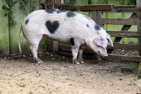 "Wilma" wird von den Pflegern auch "Herzchen" genannt. Foto: Julian Stratenschulte/dpa