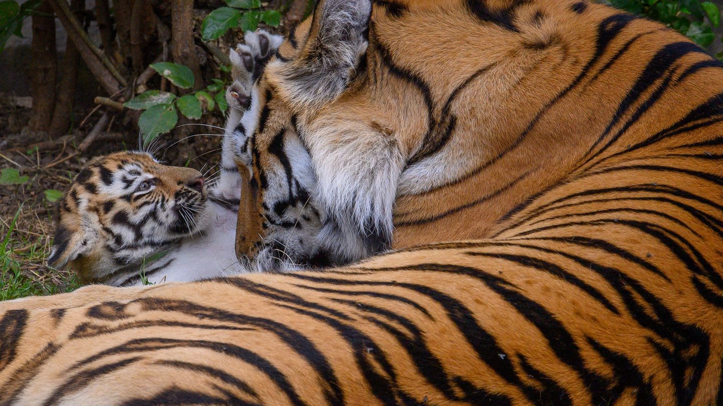 Einer der Tiger im Zoo Magdeburg ist umgezogen. (Symbolbild) Foto: Klaus-Dietmar Gabbert/dpa