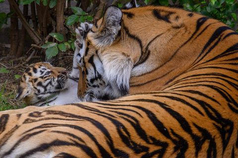 Einer der Tiger im Zoo Magdeburg ist umgezogen. (Symbolbild) Foto: Klaus-Dietmar Gabbert/dpa