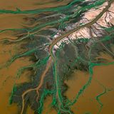 Die grünen Arme des "braunen Flusses": Das Süßwasser des Engare Ngiro mündet in einen Salzsee, schüttet dabei ein Delta auf und sorgt für dichten Bewuchs am Ufer. Wo der Boden trocken fällt, kommt heller Salzton zum Vorschein