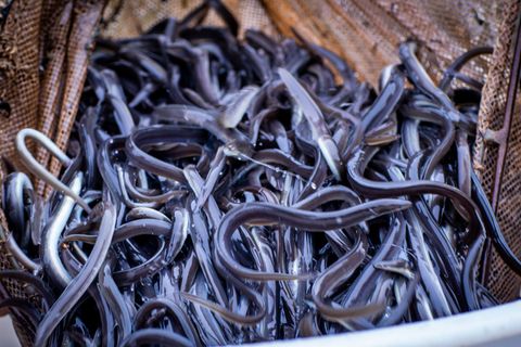 Das jährliche Aussetzen von Jungtieren aus Wildfang soll auch in Baden-Württemberg zur Arterhaltung des europäischen Aals beitra