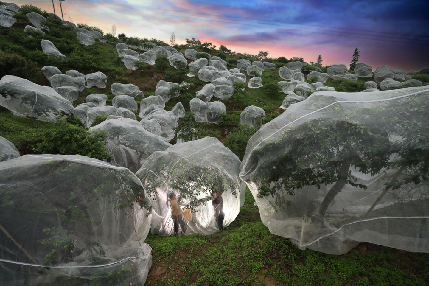 "Fruit trees growing in tents" 1st classified