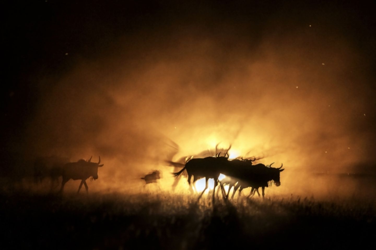 "Wildebeest on run" Commended - Gnus auf der Flucht