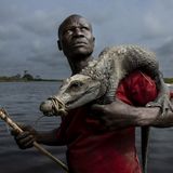 Itoua Brice posiert mit einem Zwergkrokodil, das er in den Sümpfen des Lake Télé Community Reserve, einem riesigen Sumpfwald im Kongo, gefangen hat. Die Einheimischen ziehen die Krokodile mit einer Liane aus ihren Höhlen, an der ein Haken befestigt ist. Krokodiljagd ist im Reservat für den lokalen Gebrauch erlaubt, der Verkauf der Tiere ohne Genehmigung ist jedoch verboten. Das Reserve wird gemeinsam von den kongolesischen Naturschutzbehörden und der Wildlife Conservation Society (WCS) verwaltet