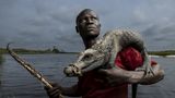 Itoua Brice posiert mit einem Zwergkrokodil, das er in den Sümpfen des Lake Télé Community Reserve, einem riesigen Sumpfwald im Kongo, gefangen hat. Die Einheimischen ziehen die Krokodile mit einer Liane aus ihren Höhlen, an der ein Haken befestigt ist. Krokodiljagd ist im Reservat für den lokalen Gebrauch erlaubt, der Verkauf der Tiere ohne Genehmigung ist jedoch verboten. Das Reserve wird gemeinsam von den kongolesischen Naturschutzbehörden und der Wildlife Conservation Society (WCS) verwaltet
