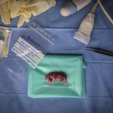 Im November 2023 erlangte ein Forschungsteam des Wissenschaftsprogramms BioRescue einen wissenschaftlichen Durchbruch: Ihnen war zum ersten Mal der Embryotransfer eines nördlichen Breitmaulnashorns geglückt - eine Leihmutter hatte einen Fötus hervorgebracht. Die Wissenschaftler forschen am Embryotransfer, um das nördliche Breitmaulnashorn vor dem Aussterben zu bewahren. Es gilt als das seltenste Großsäugetier der Welt und ist, auch aufgrund von Wilderei, so gut wie ausgestorben