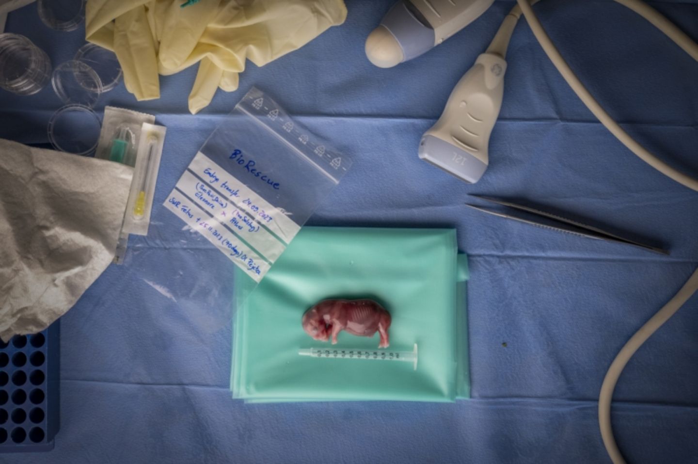 Im November 2023 erlangte ein Forschungsteam des Wissenschaftsprogramms BioRescue einen wissenschaftlichen Durchbruch: Ihnen war zum ersten Mal der Embryotransfer eines nördlichen Breitmaulnashorns geglückt - eine Leihmutter hatte einen Fötus hervorgebracht. Die Wissenschaftler forschen am Embryotransfer, um das nördliche Breitmaulnashorn vor dem Aussterben zu bewahren. Es gilt als das seltenste Großsäugetier der Welt und ist, auch aufgrund von Wilderei, so gut wie ausgestorben