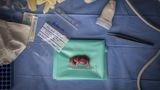 Im November 2023 erlangte ein Forschungsteam des Wissenschaftsprogramms BioRescue einen wissenschaftlichen Durchbruch: Ihnen war zum ersten Mal der Embryotransfer eines nördlichen Breitmaulnashorns geglückt - eine Leihmutter hatte einen Fötus hervorgebracht. Die Wissenschaftler forschen am Embryotransfer, um das nördliche Breitmaulnashorn vor dem Aussterben zu bewahren. Es gilt als das seltenste Großsäugetier der Welt und ist, auch aufgrund von Wilderei, so gut wie ausgestorben
