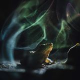 "Himmlischer Frosch" nennt Shivang Mehta dieses Bild. Es zeigt einen Indirana — eine Gattung kleiner, schlanker Frösche, die in den Westghats in Indien endemisch und deshalb allgemein auch als "indische Frösche" bekannt sind. Das kleine Tier ruht friedlich auf einem Baumpilz, dessen zähe, holzige Struktur ihm als Sitzplatz dient. Die geheimnisvolle und wie verzauberte Atmosphäre erzeugen die schimmernden Reflexionen von Pilzsporen, die ein hinter dem Pilz hervorbrechender Lichtblitz sichtbar macht