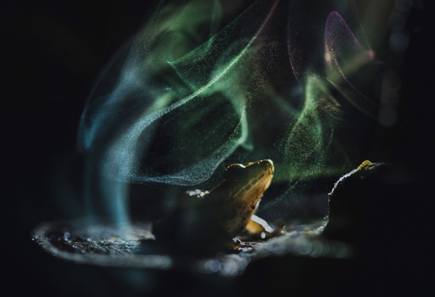 "The Celestial Frog" "Himmlischer Frosch" nennt Shivang Mehta dieses Bild. Es zeigt einen Indirana — eine Gattung kleiner, schlanker Frösche, die in den Westghats in Indien endemisch und deshalb allgemein auch als "indische Frösche" bekannt sind. Das kleine Tier ruht friedlich auf einem Baumpilz, dessen zähe, holzige Struktur ihm als Sitzplatz dient. Die geheimnisvolle und wie verzauberte Atmosphäre erzeugen die schimmernden Reflexionen von Pilzsporen, die ein hinter dem Pilz hervorbrechender Lichtblitz sichtbar macht