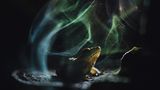 "Himmlischer Frosch" nennt Shivang Mehta dieses Bild. Es zeigt einen Indirana — eine Gattung kleiner, schlanker Frösche, die in den Westghats in Indien endemisch und deshalb allgemein auch als "indische Frösche" bekannt sind. Das kleine Tier ruht friedlich auf einem Baumpilz, dessen zähe, holzige Struktur ihm als Sitzplatz dient. Die geheimnisvolle und wie verzauberte Atmosphäre erzeugen die schimmernden Reflexionen von Pilzsporen, die ein hinter dem Pilz hervorbrechender Lichtblitz sichtbar macht