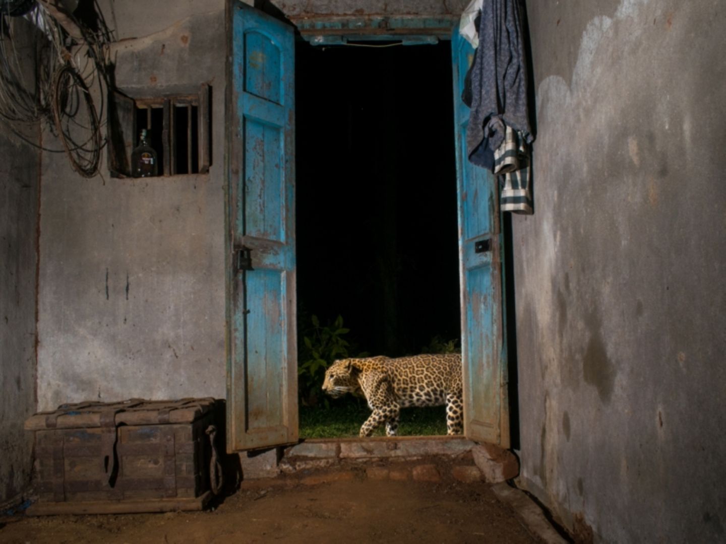 "Feline neighbour" Der indische Fotograf Pruthvi hatte sich für ein Projekt auf die Spuren eines Leoparden begeben und verfolgte dessen Bewegungen mithilfe einer Kamerafalle, die er in einem ländlichen Haus aufgestellt hatte. So gelang es Pruthvi, diesen intimen Moment einzufangen, als der Leopard vor der offenen Eingangstür des Gebäudes entlang lief. Die Aufnahme verbildlicht die Fähigkeit des Leoparden zur Koexistenz mit dem Menschen