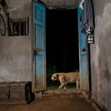 Der indische Fotograf Pruthvi hatte sich für ein Projekt auf die Spuren eines Leoparden begeben und verfolgte dessen Bewegungen mithilfe einer Kamerafalle, die er in einem ländlichen Haus aufgestellt hatte. So gelang es Pruthvi, diesen intimen Moment einzufangen, als der Leopard vor der offenen Eingangstür des Gebäudes entlang lief. Die Aufnahme verbildlicht die Fähigkeit des Leoparden zur Koexistenz mit dem Menschen