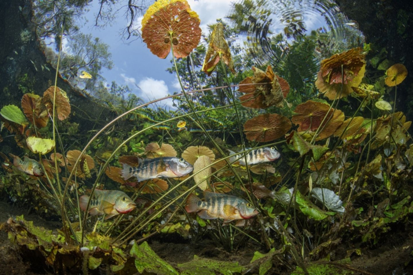 "Maya garden " Commended