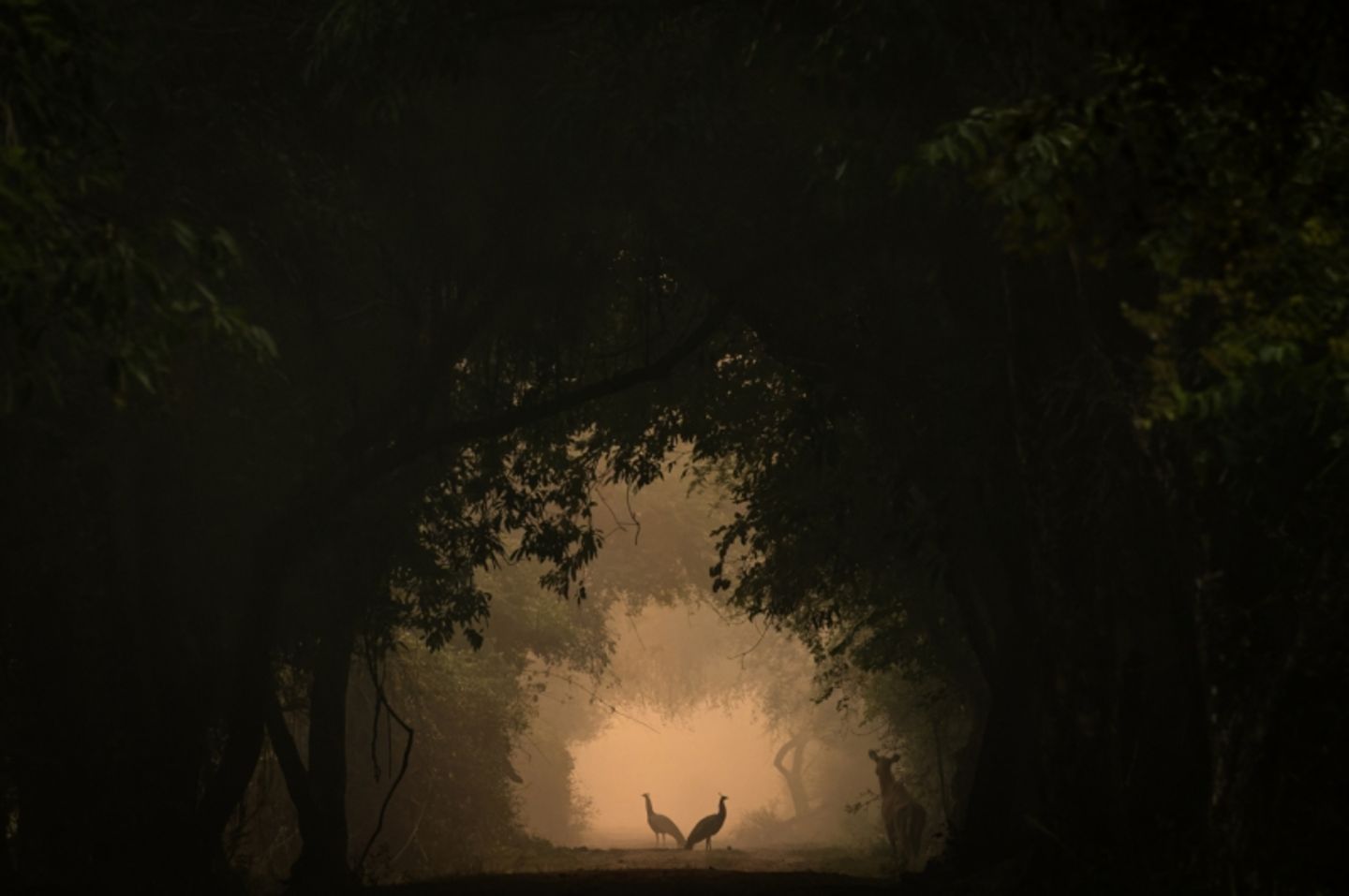 Im Keoladeo-Nationalpark stehen zwei Pfauenhennen anmutig im Licht. Plötzlich tritt eine Nilgauantilope leise ins Bild, was zu diesem besonderen Moment führte. Die Spontanität dieser Begegnung ist von einer mystischen, fast unwirklichen Atmosphäre umgeben