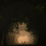 Im Keoladeo-Nationalpark stehen zwei Pfauenhennen anmutig im Licht. Plötzlich tritt eine Nilgauantilope leise ins Bild, was zu diesem besonderen Moment führte. Die Spontanität dieser Begegnung ist von einer mystischen, fast unwirklichen Atmosphäre umgeben