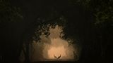 Im Keoladeo-Nationalpark stehen zwei Pfauenhennen anmutig im Licht. Plötzlich tritt eine Nilgauantilope leise ins Bild, was zu diesem besonderen Moment führte. Die Spontanität dieser Begegnung ist von einer mystischen, fast unwirklichen Atmosphäre umgeben