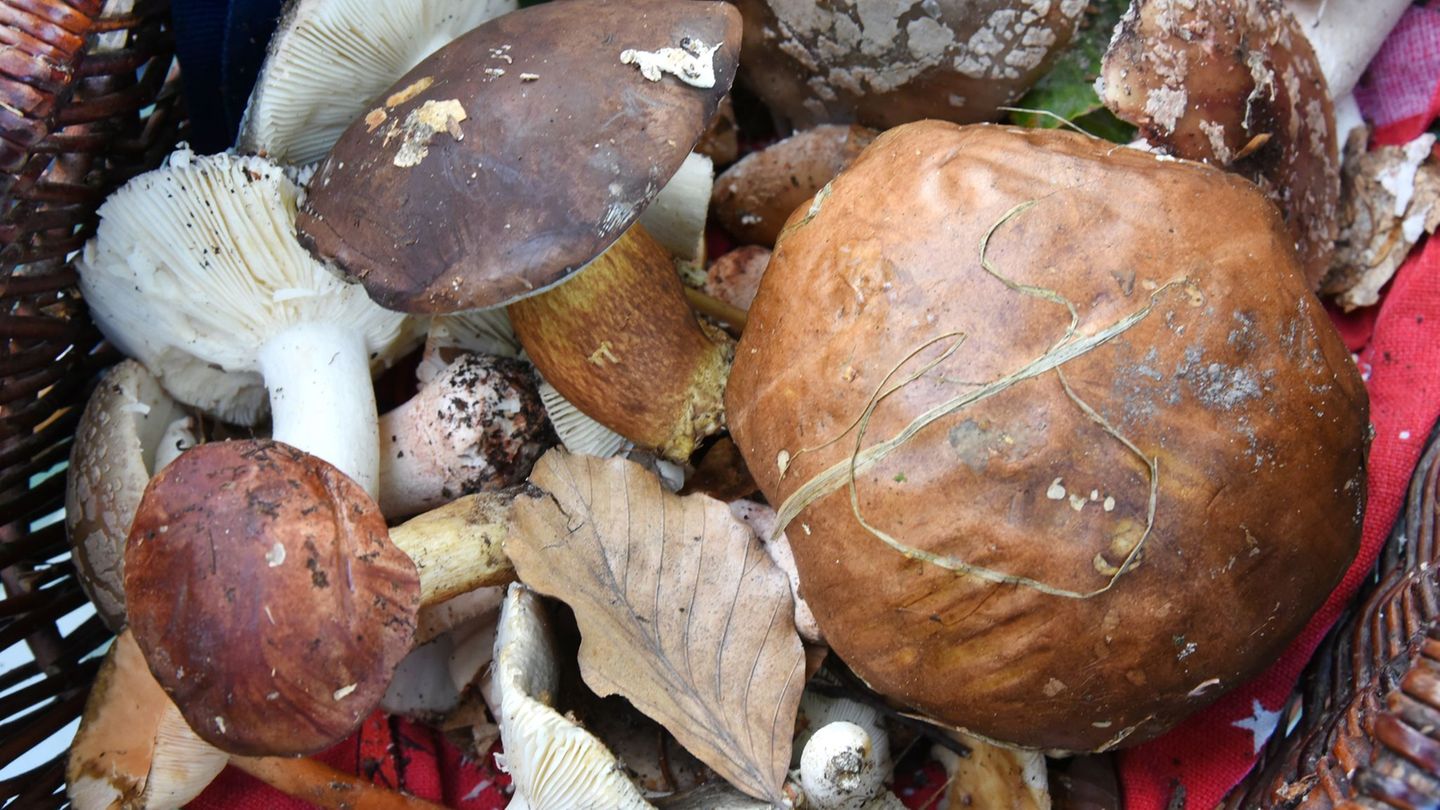 Pilzberater hoffen, dass im Spätherbst mehr Pilze aus dem Boden sprießen. (Archivbild) Foto: Waltraud Grubitzsch/dpa-Zentralbild