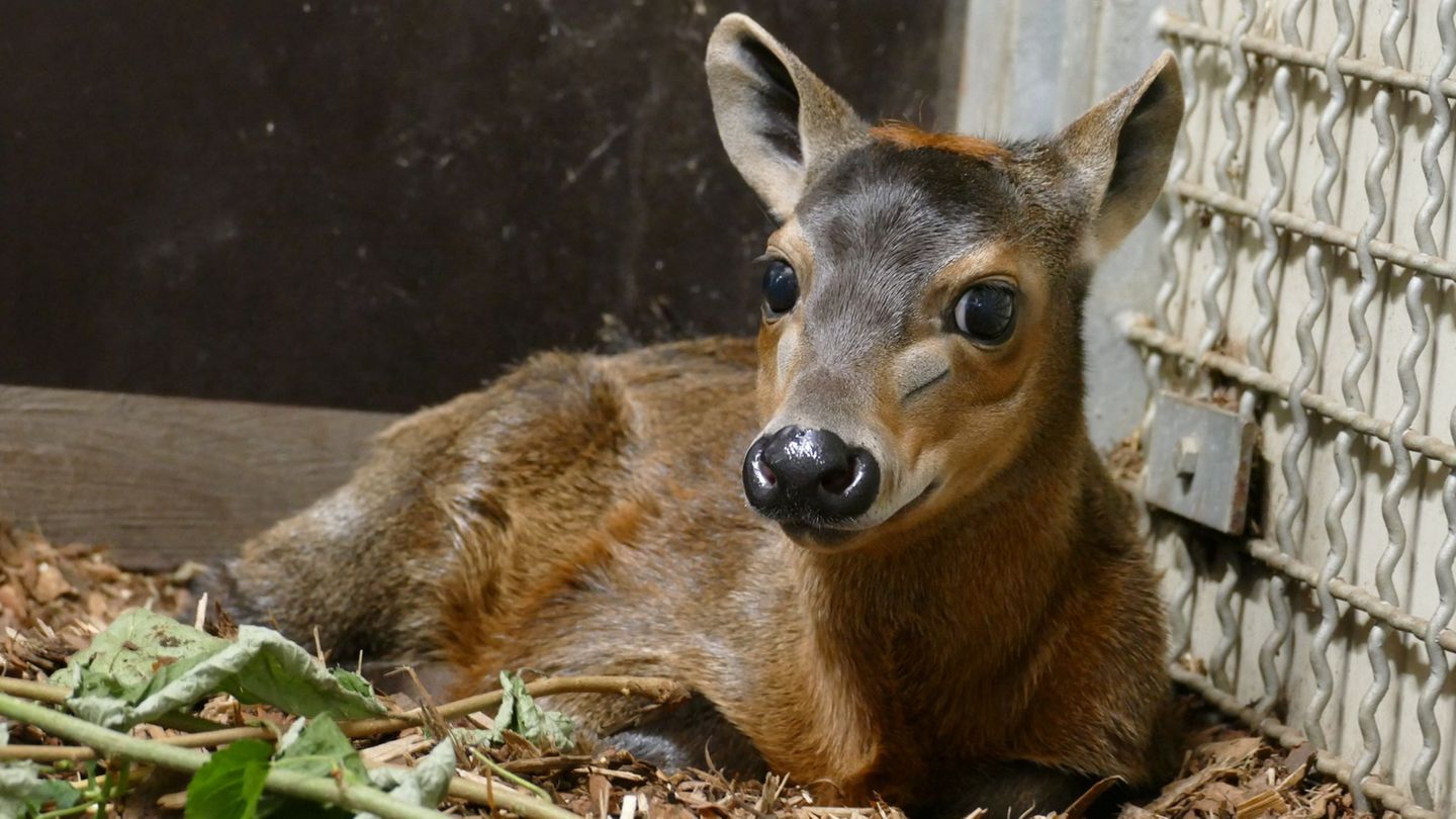 Das Jungtier kam Anfang September im Frankfurter Zoo zur Welt. Foto: -/Zoo Frankfurt/dpa