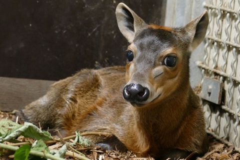 Das Jungtier kam Anfang September im Frankfurter Zoo zur Welt. Foto: -/Zoo Frankfurt/dpa