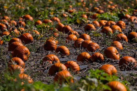 Das Wetter sei herausfordernd gewesen, hieß es. (Symbolbild) Foto: Rolf Vennenbernd/dpa