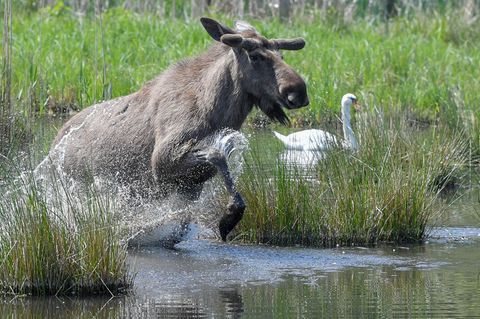 Im Schwarzwald wurde ein Elchbulle gesichtet. In der Region dürfte er sich aus Sicht der Experten wohlfühlen. (Symbolbild) Foto: