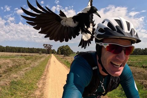 Radfahrer Shane Miller testet einen "PieProof"-Helm gegen Magpie-Angriffe. Foto: Shane Miller/GPLama/dpa